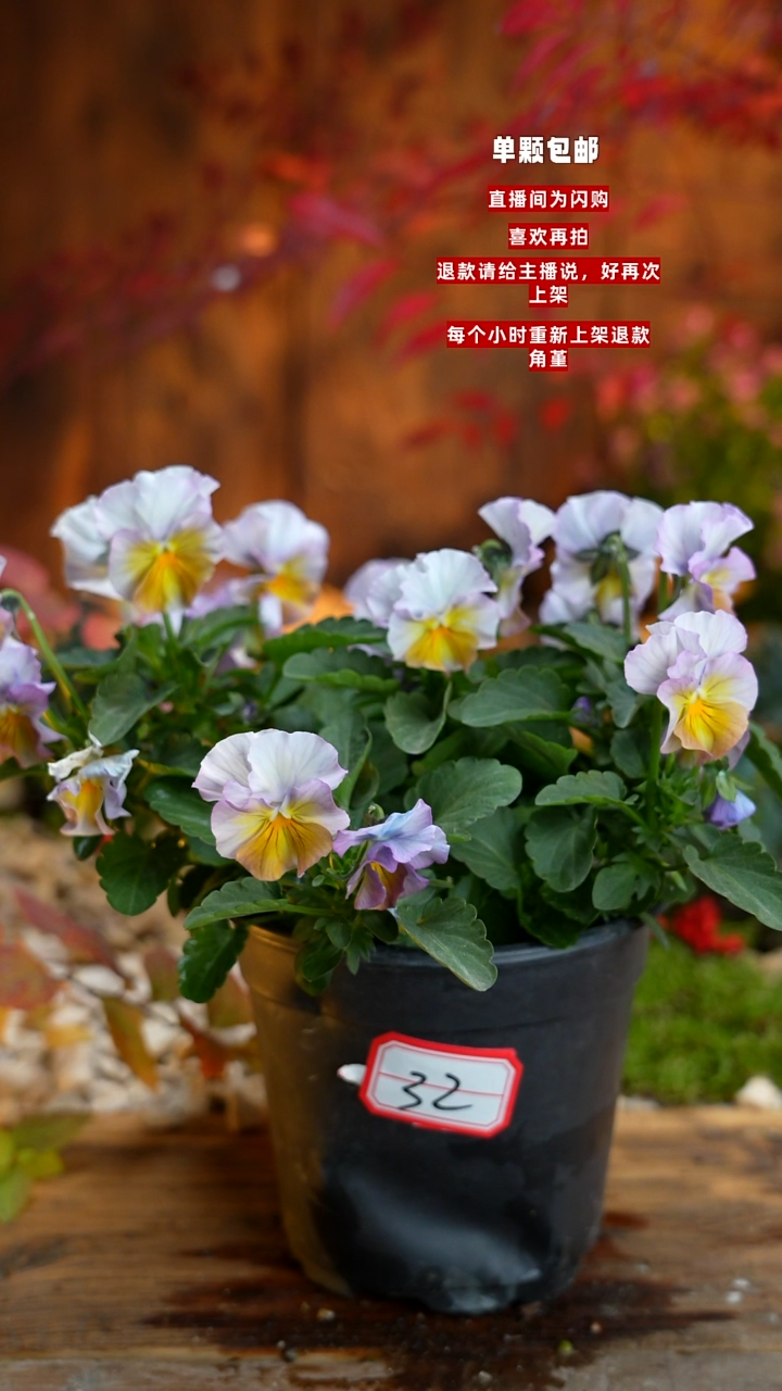 全部花朵雪*000000032