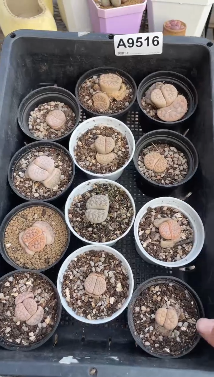 【闪购商品】9516直播一物一拍