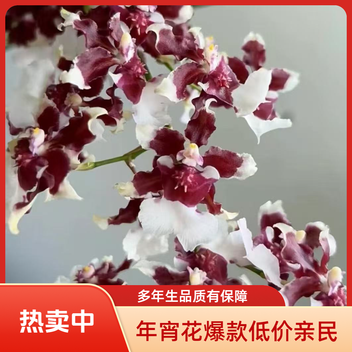 梦香文心兰泰国香水（巧克力）盆栽多枝兰花阳台客厅好养特香年宵花