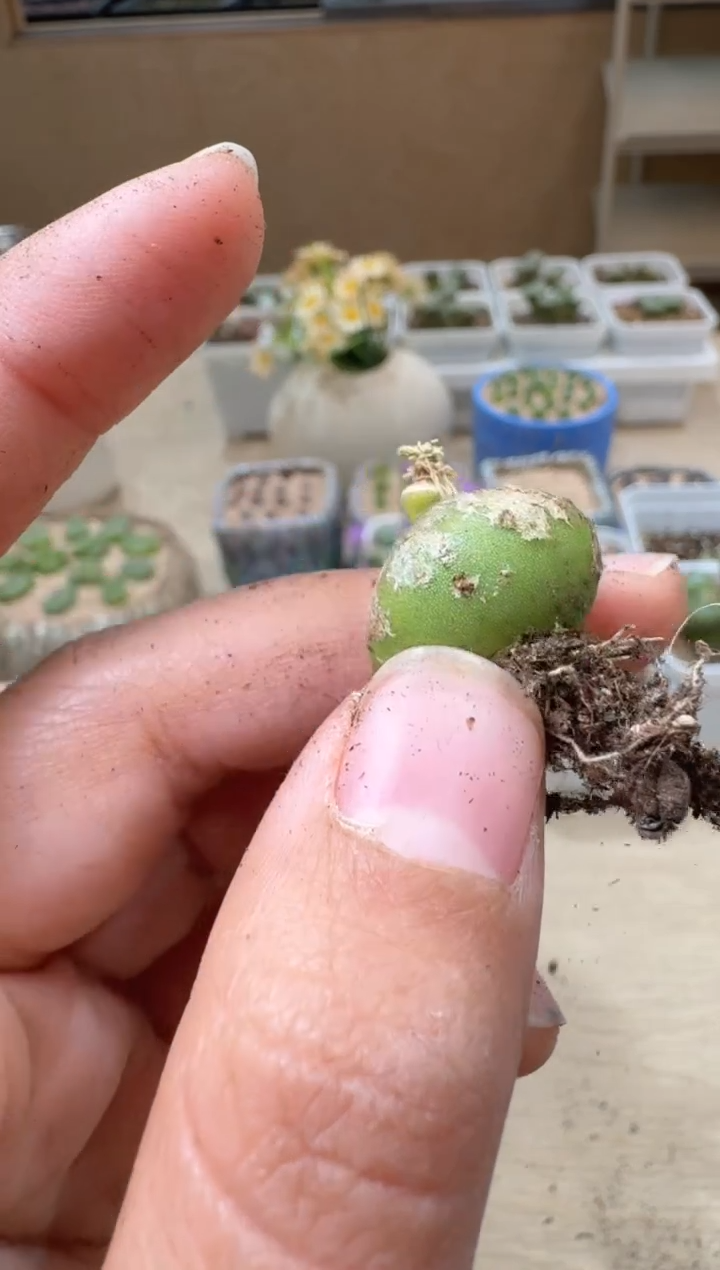 10-124多肉植物肉锥