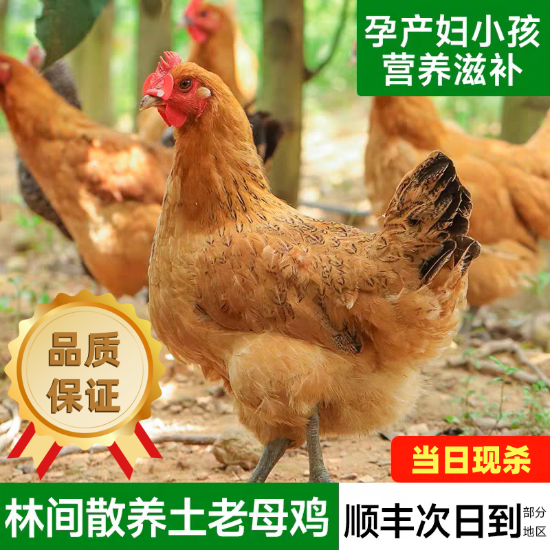 【2年的老母鸡】土鸡深山散养两年黄油老母鸡5.2-6斤新鲜现杀带内脏