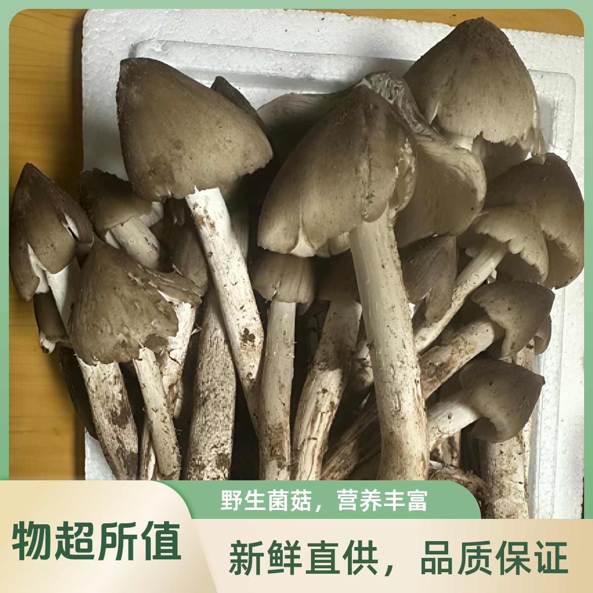 四川野生鸡枞菌三八菇菌伞把菇新鲜现摘现发顺丰包邮