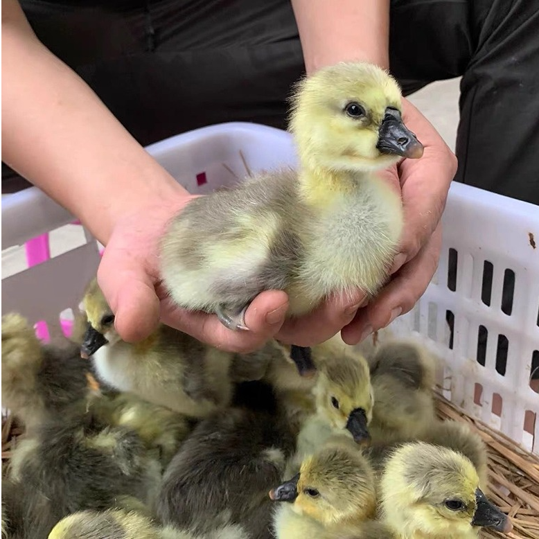 李三火2/3两呆萌宠物网红宠物鸭鹅活体包到家