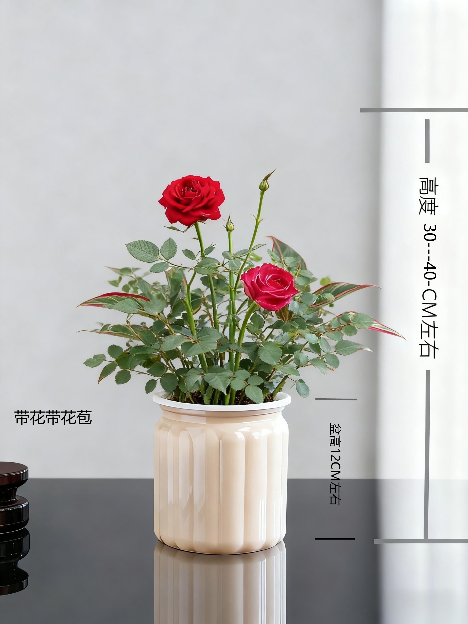 【小玫瑰】盆栽带花室内美观好养四季常开花卉绿植