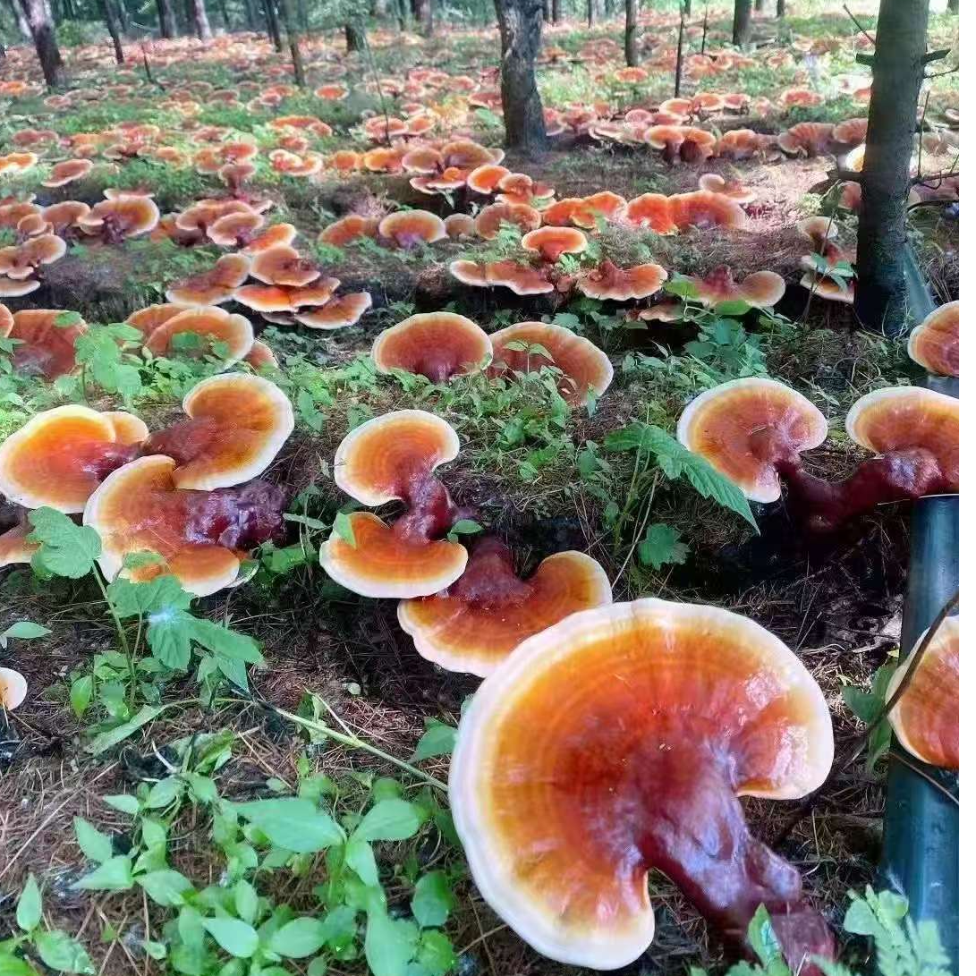 东葵长白山深山松杉灵芝 珍贵滋补佳品