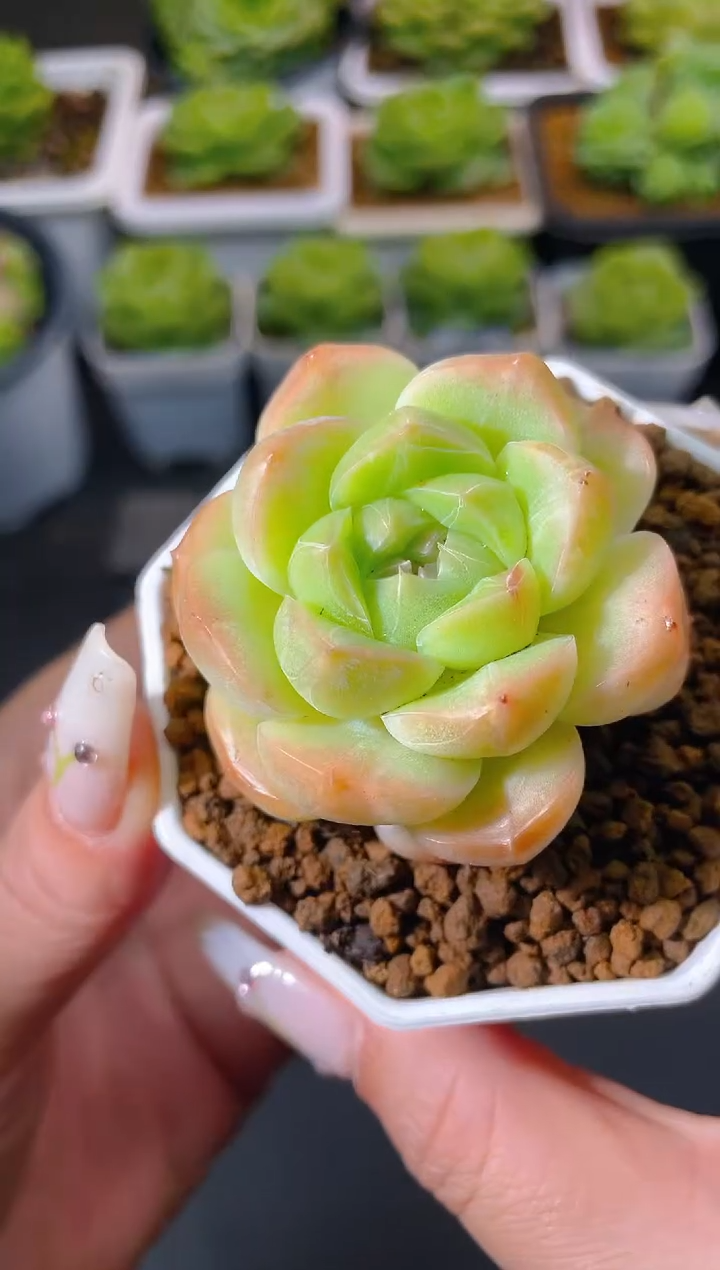 030黄珍量拍发一颗