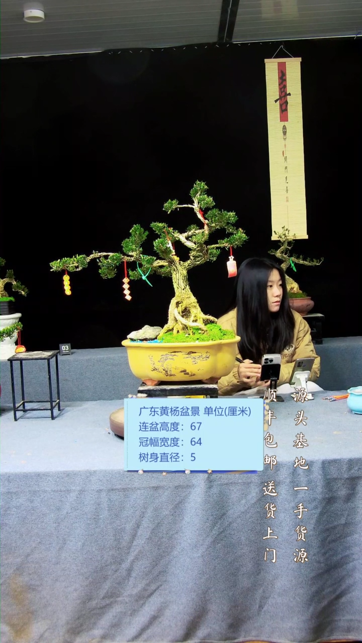 【闪购商品】黄杨盆景黄杨盆景