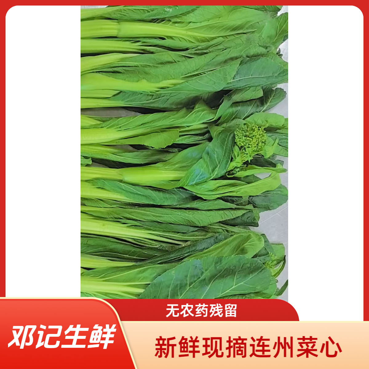 农家连州菜心新鲜现摘当季上市甜嫩爽口 每天现摘发货