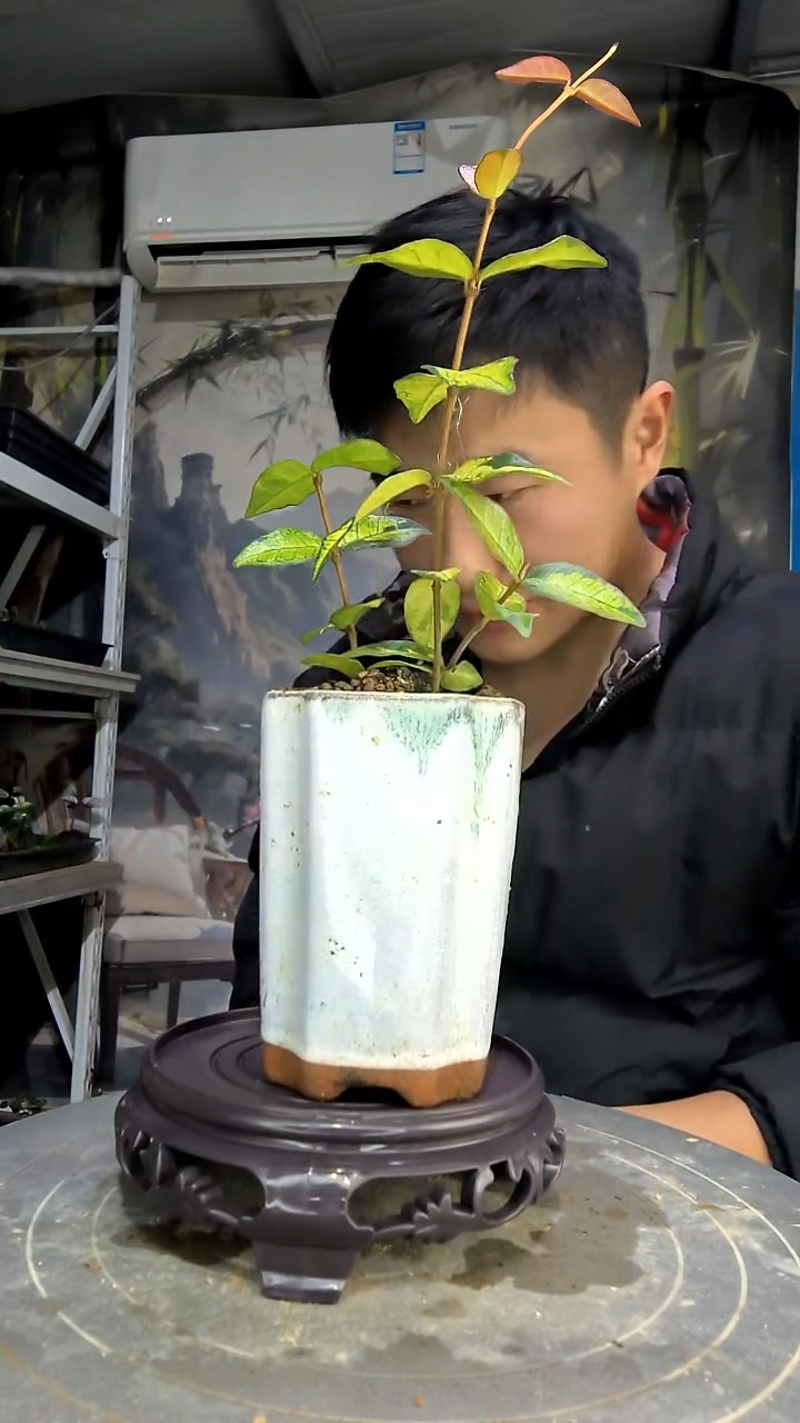 A***正中青园艺一物一拍花102