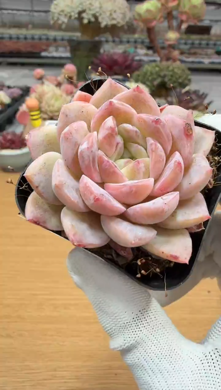 东云多肉园二店-176