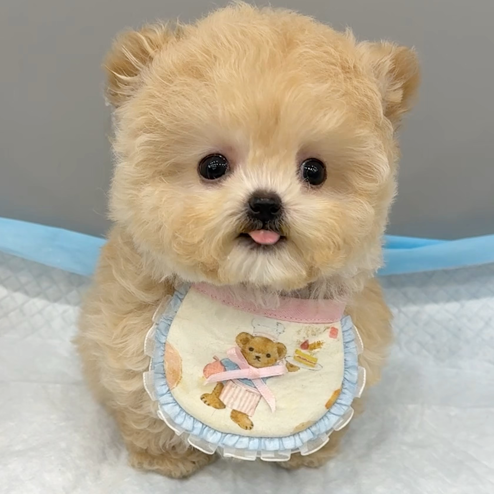 泰迪熊-- 比熊，雪纳瑞，阿拉斯加。 马尔泰