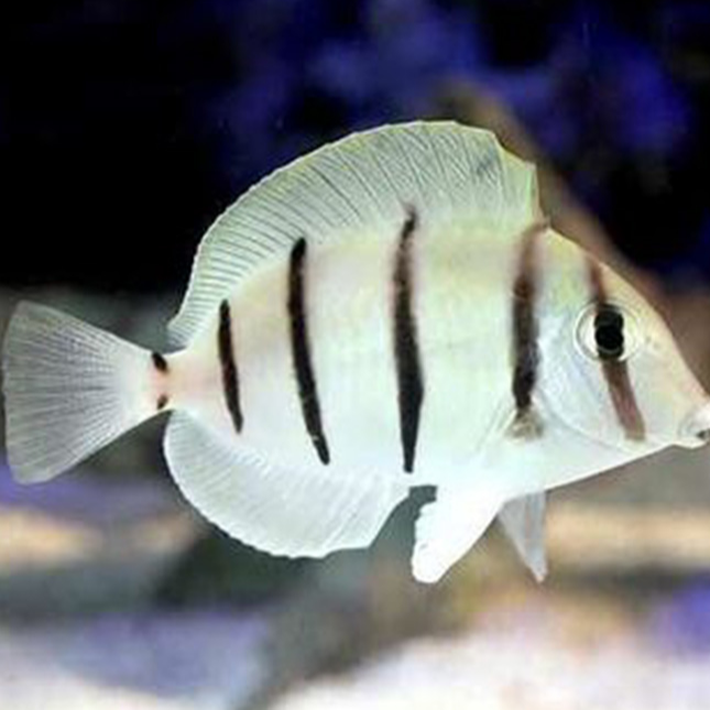 海水观赏鱼 斑马吊