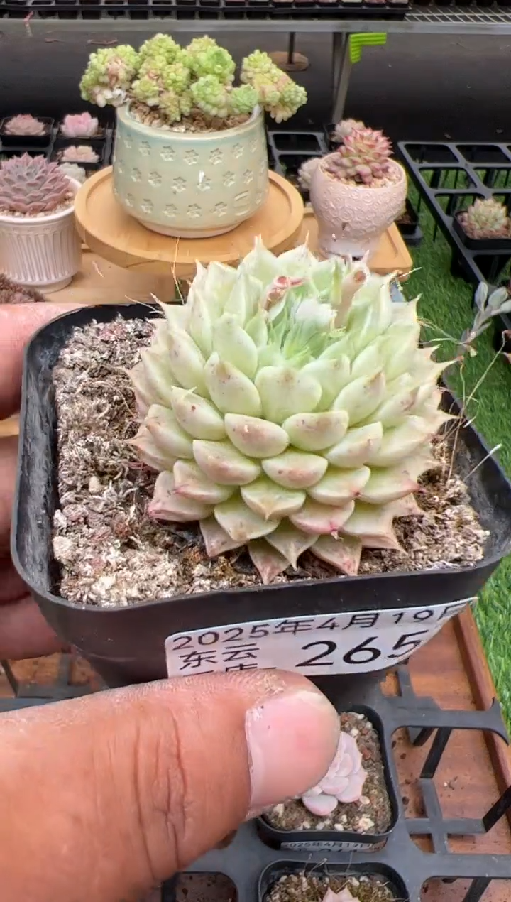东云多肉园二店-265