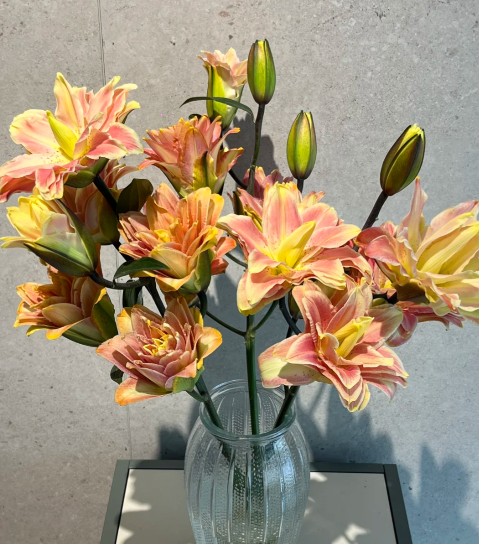 【静静甄选】重瓣-金玉满堂-吸色-云南直发鲜花水养鲜花直播卖花