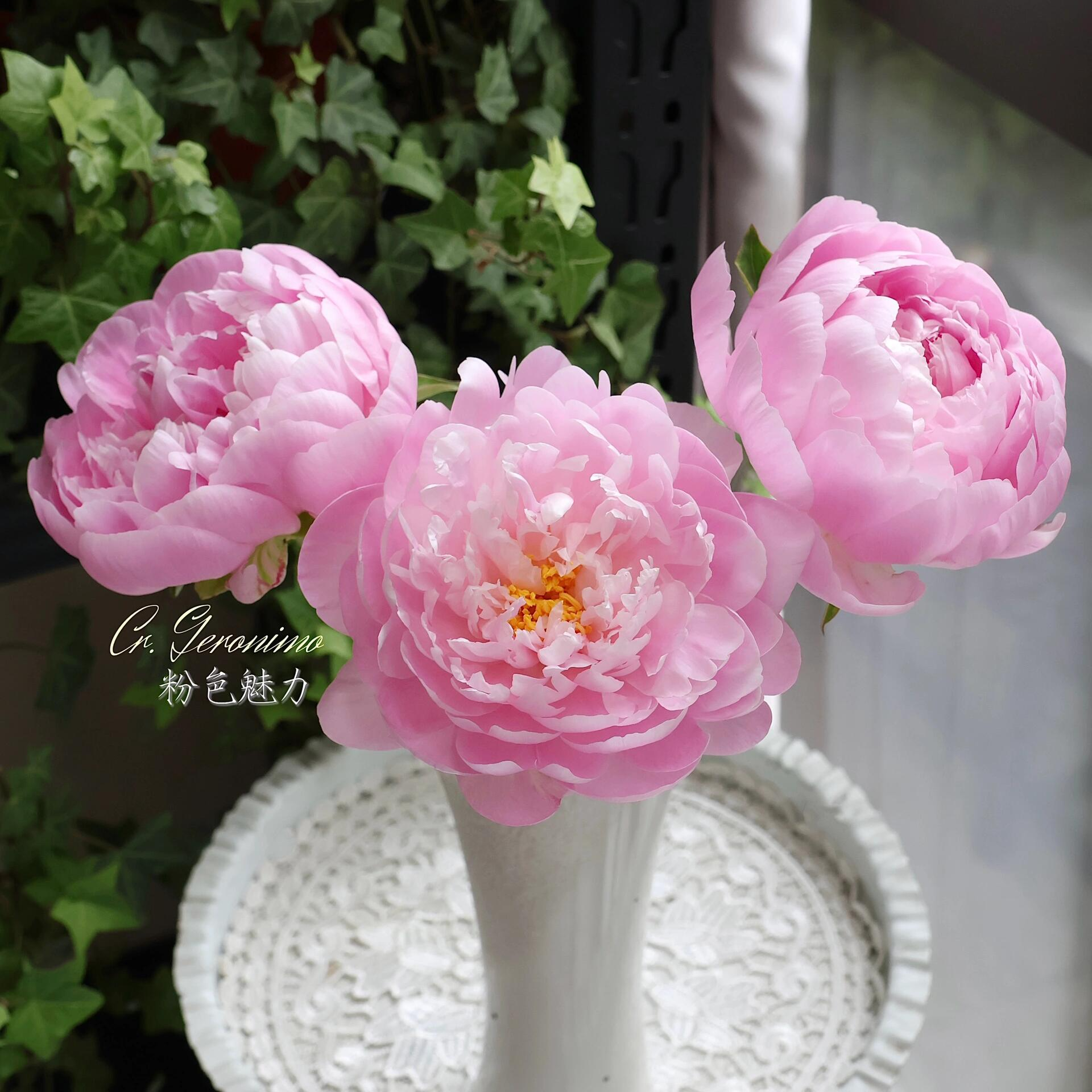 【粉色魅力-芍药花苗】重瓣芍药花苗带芽四季开花阳台庭院盆栽