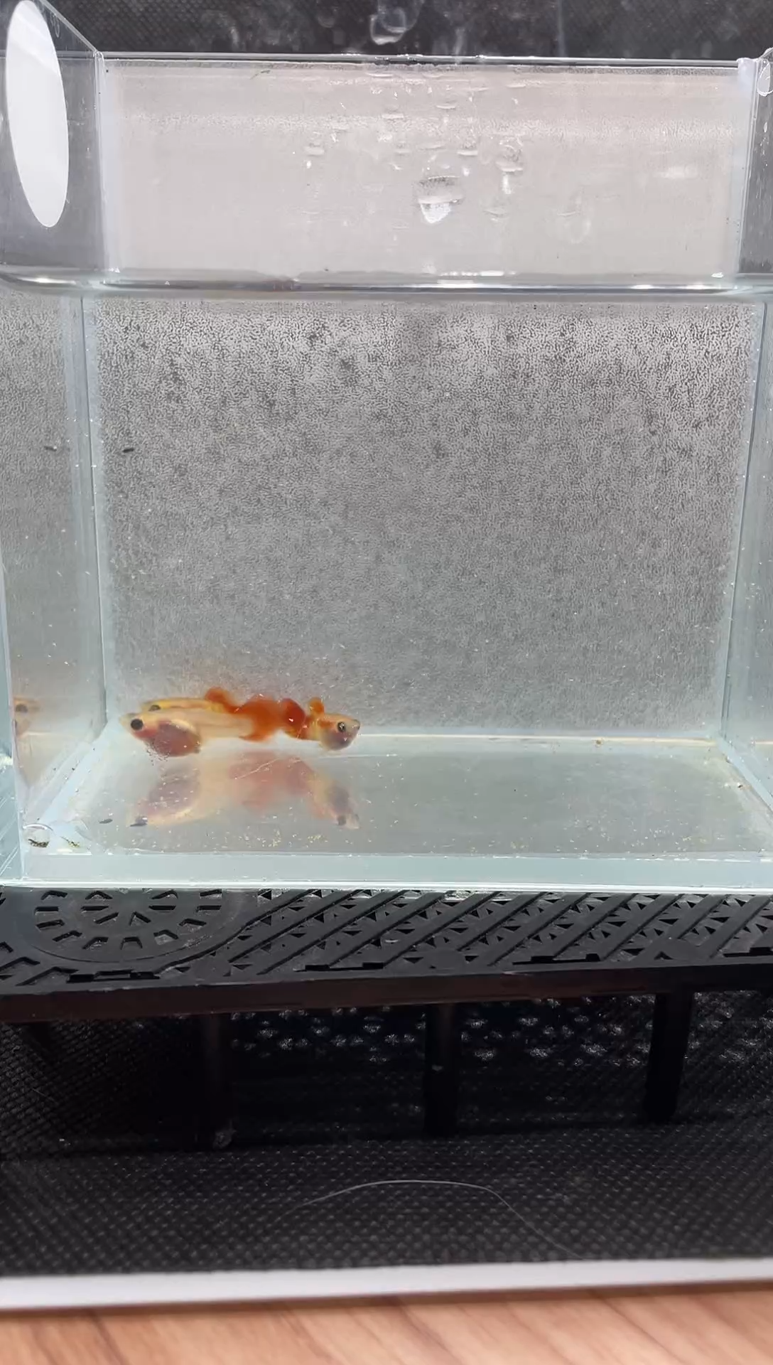 孔雀鱼银河琉璃 两公一带胎母 编号10