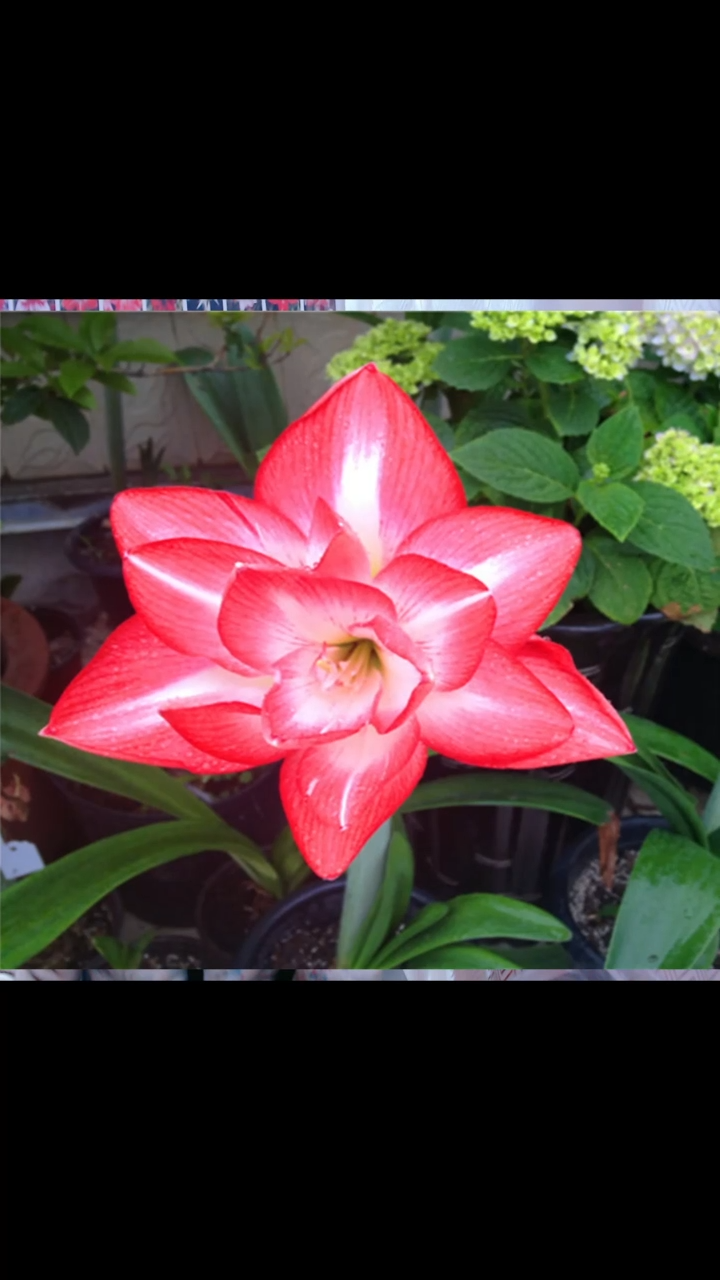 朱顶红花孔雀6厘米