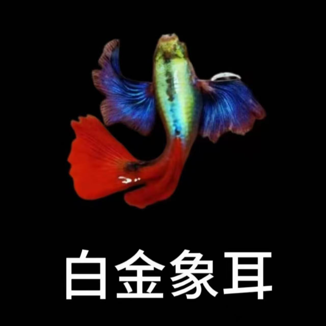 【鎏金花蝴蝶】单品孔雀鱼好看好养皮实耐活繁殖能力强观赏鱼