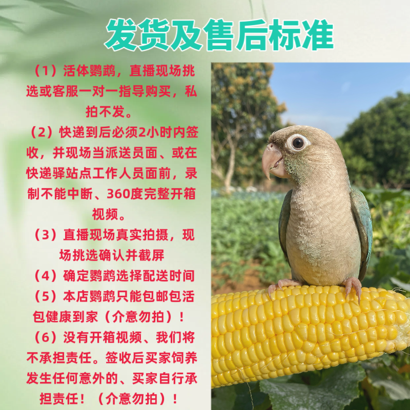 (小太系列专拍链接)手养鹦鹉直播间一物一拍