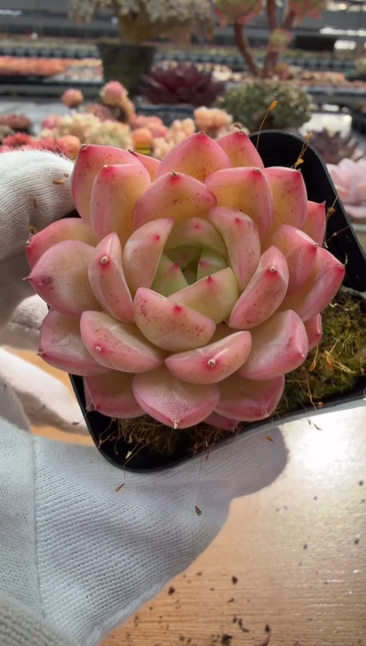 东云多肉园二店-167