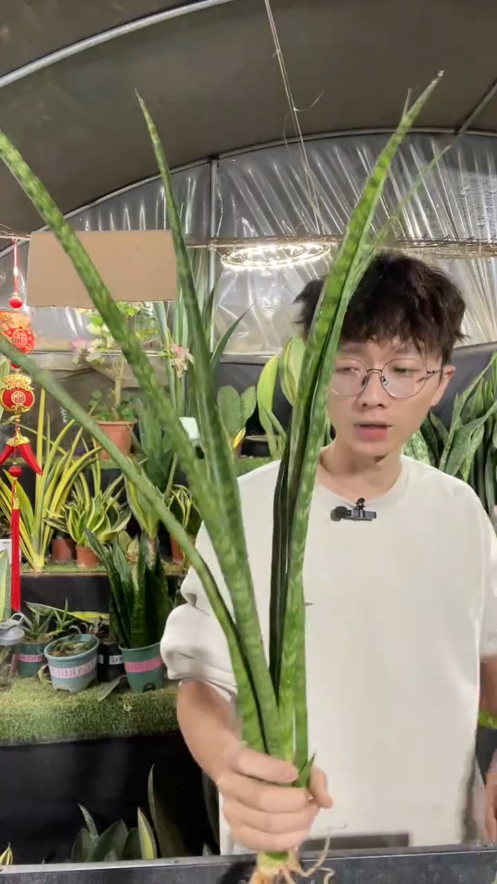 爪哇虎皮兰裸根28.8