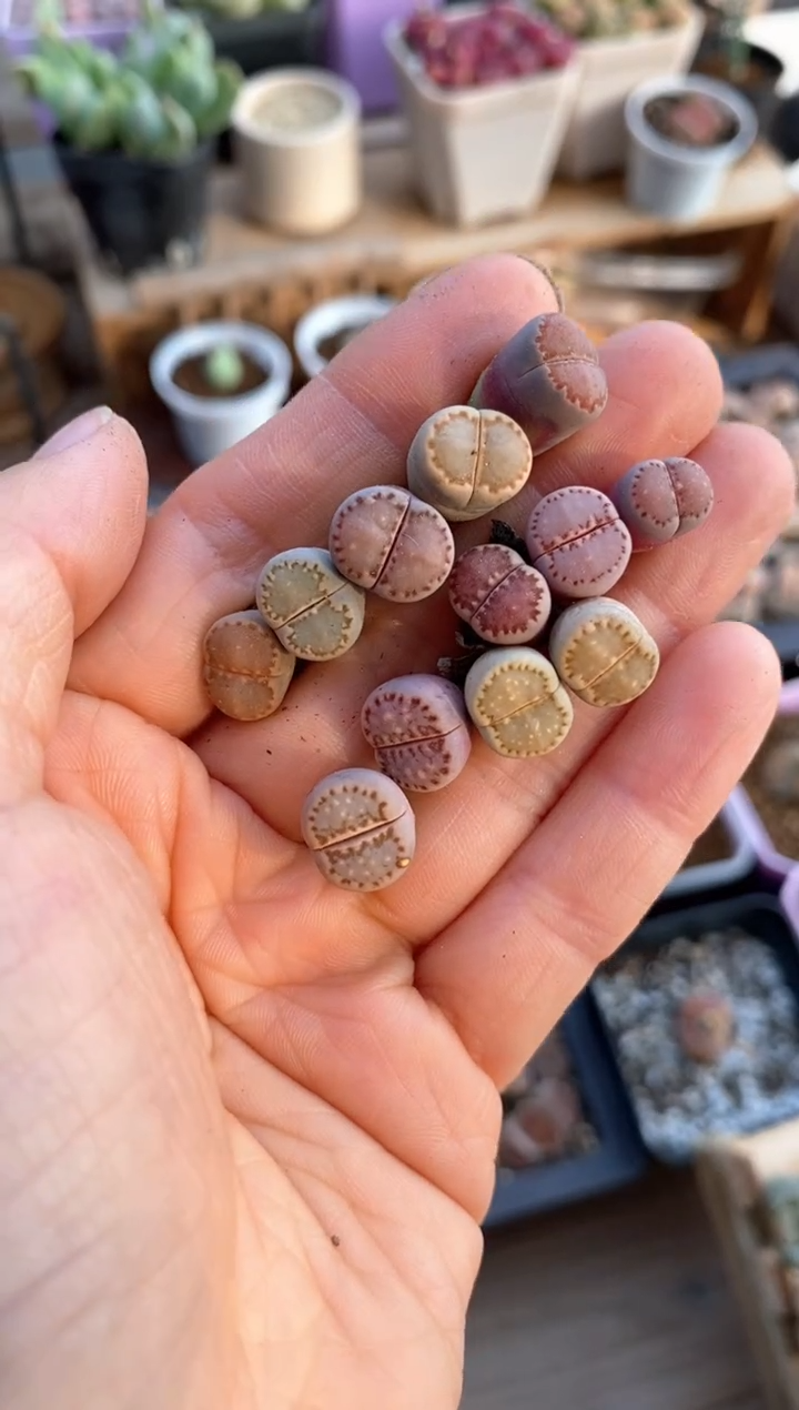 【闪购商品】6569直播一物一拍