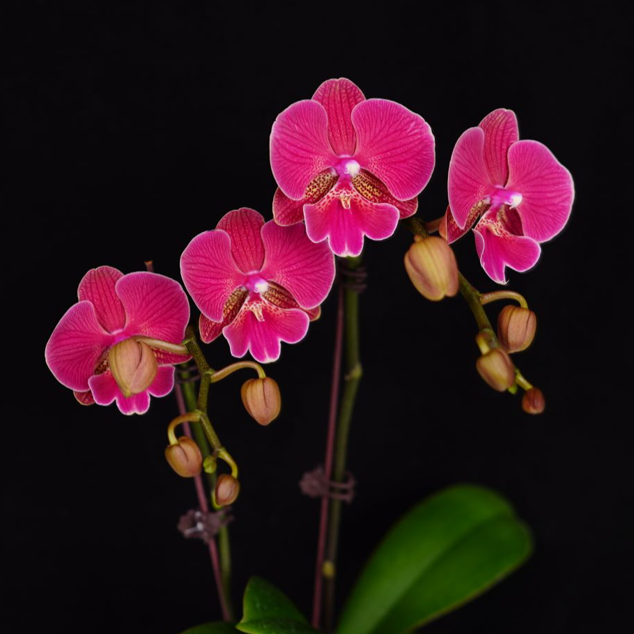 悠花里蝴蝶兰3.0寸【花木兰双】花苞株发货