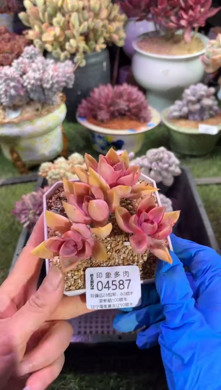 【闪购商品】04587