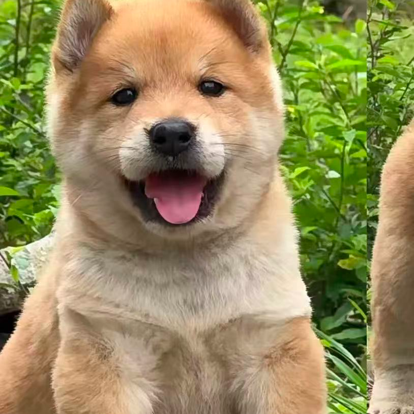 田园犬【表弟】狗狗宠物链接~