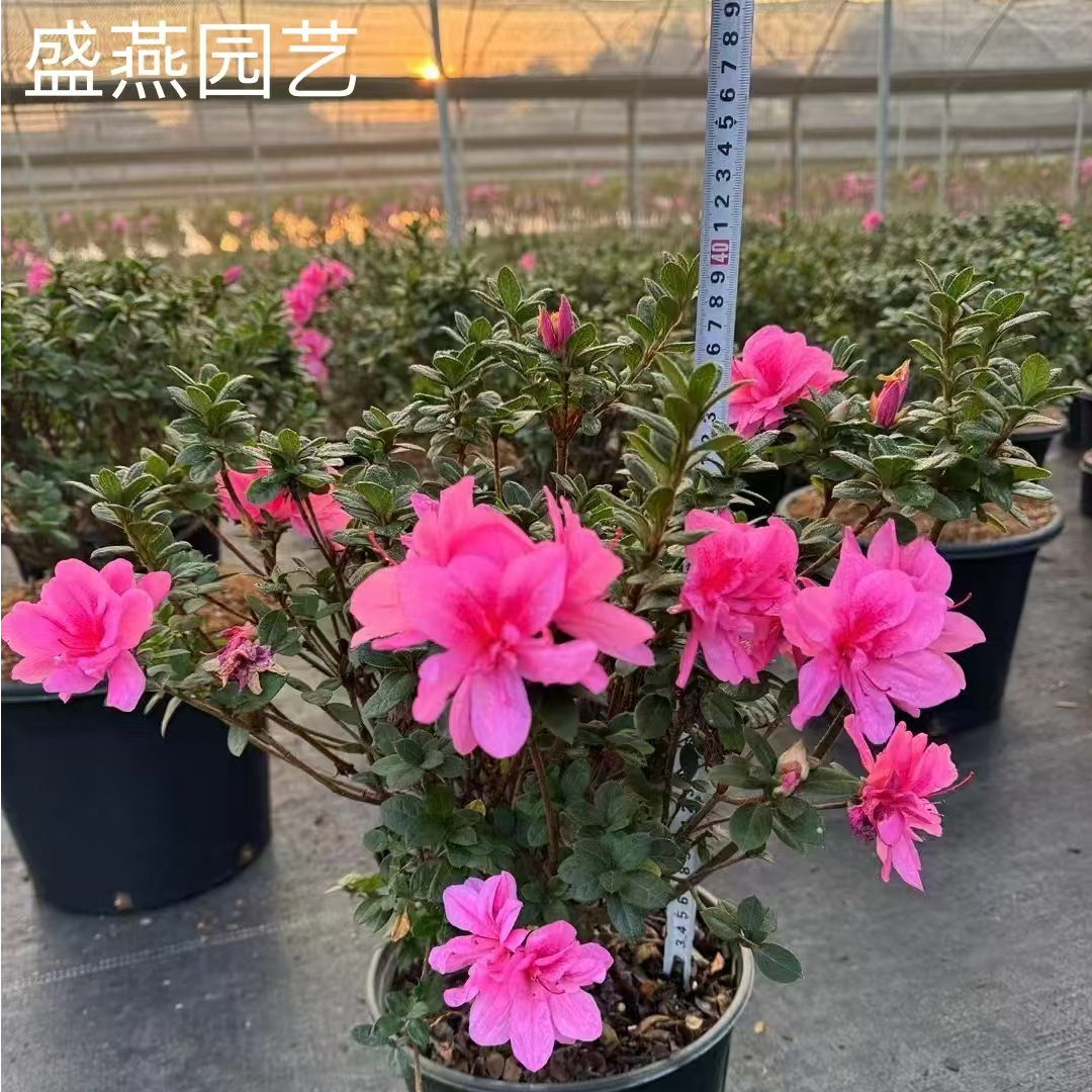 盛燕园艺【王妃】五加仑杜鹃花庭院绿植常绿开花耐寒室内室外种植