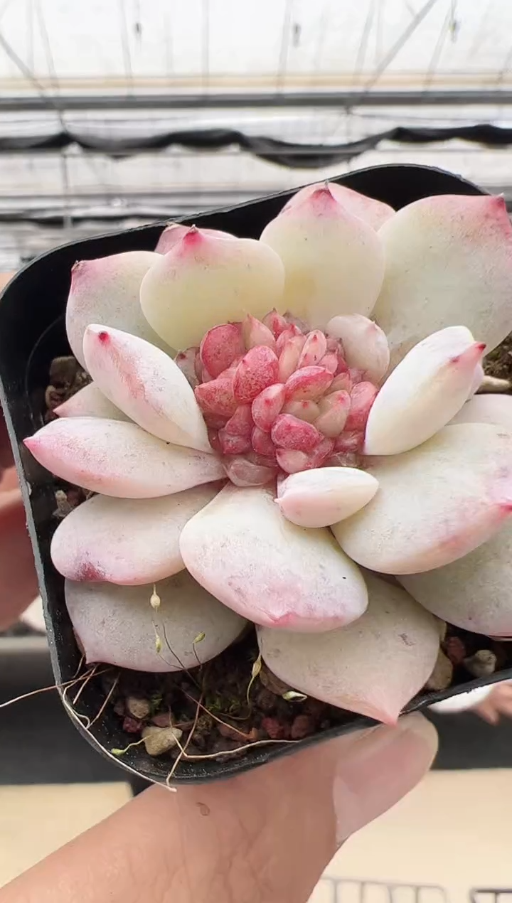 【闪购商品】新款多肉-103