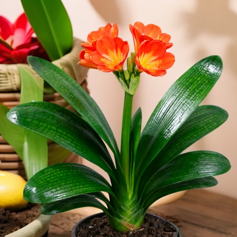 君子兰盆栽室内绿植四季常青高档花卉当年开花植物好养