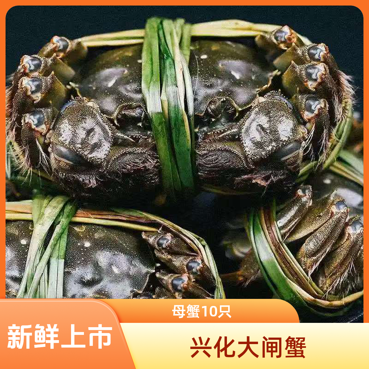 《10只》江苏兴化1.68两母蟹1.3-1.8两