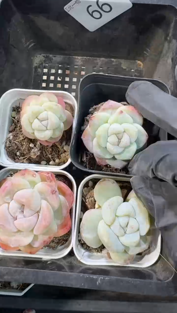 【闪购商品】66号到手1框--江北一物一拍