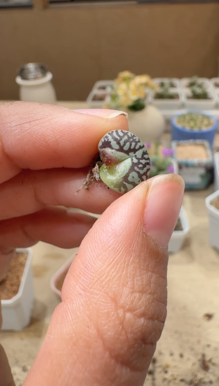 ?****n10-193多肉植物肉锥