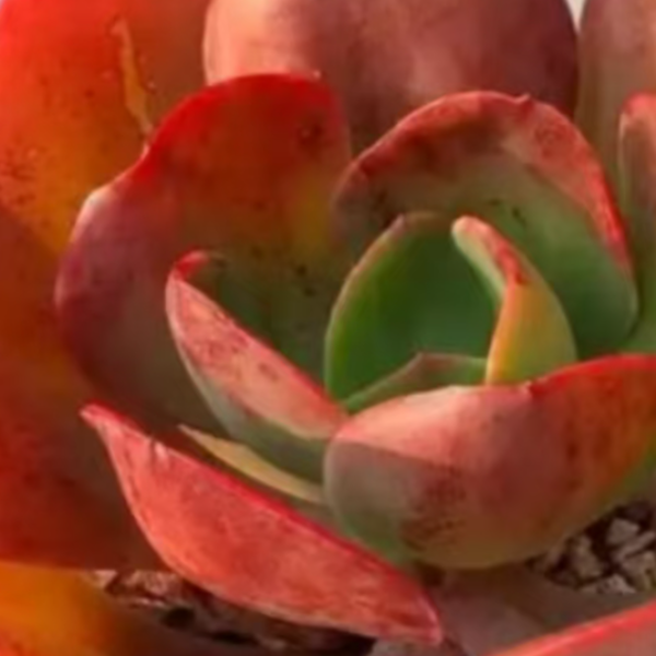 大唐玫瑰拍一发三新手好养绿植园艺种植多肉办公室