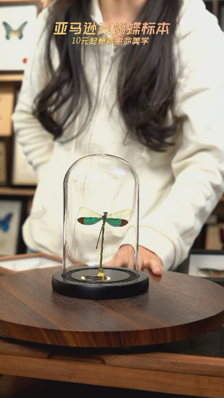 华艳色蟌小号玻璃罩