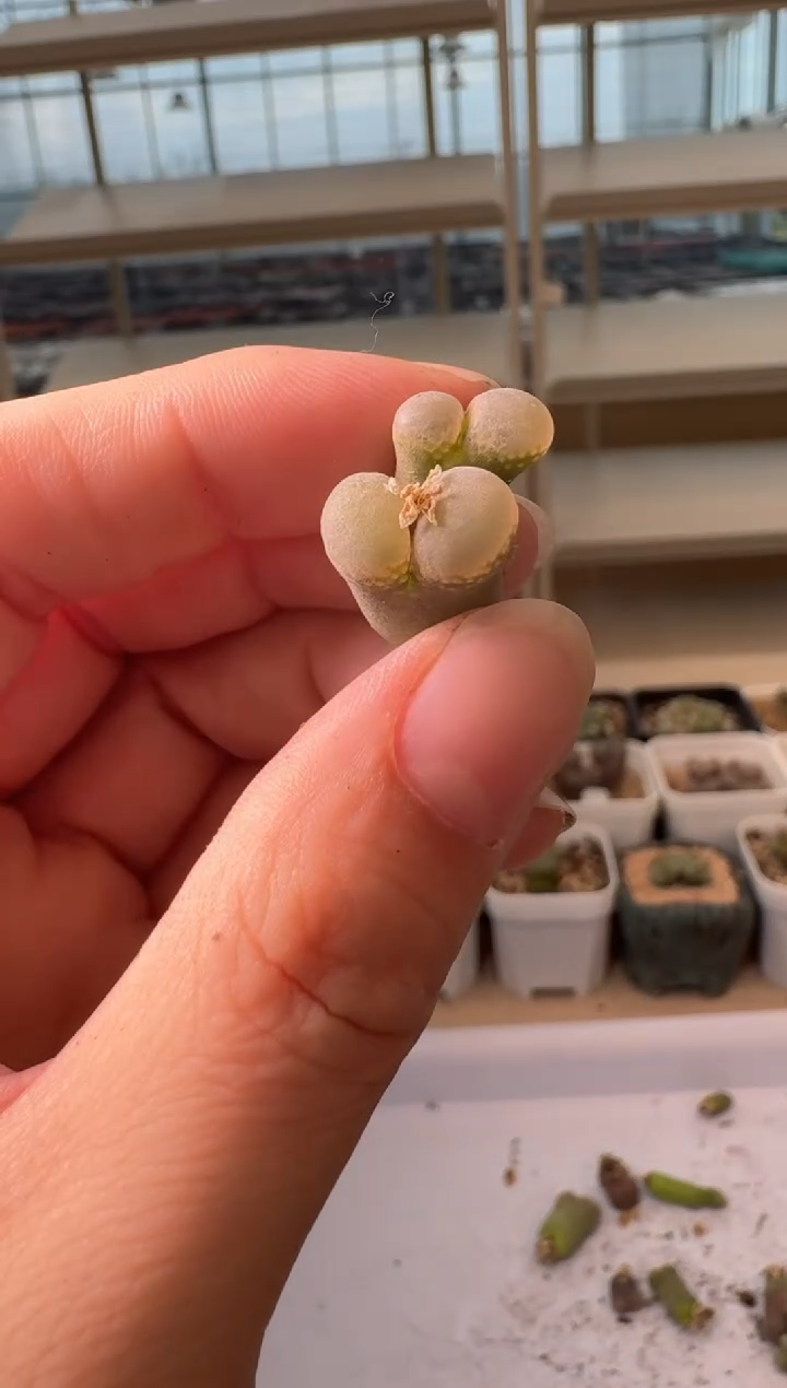 24-77多肉植物肉锥