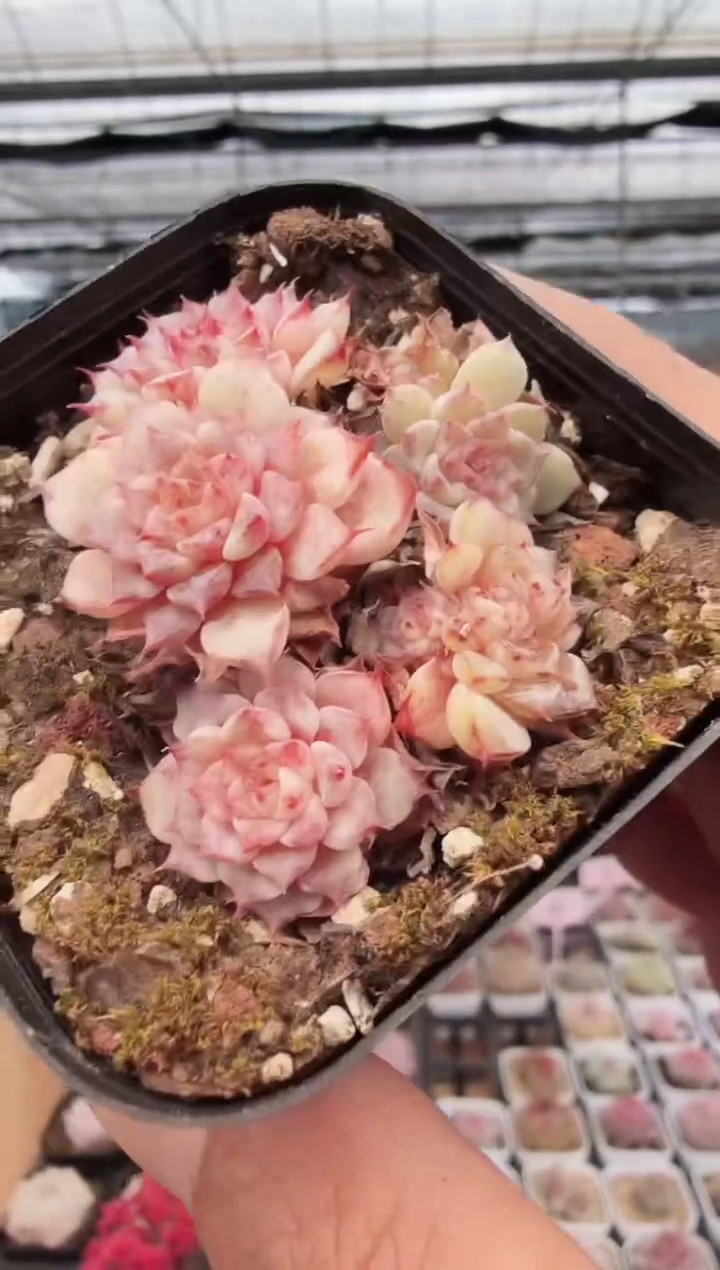 东云多肉园新款-72