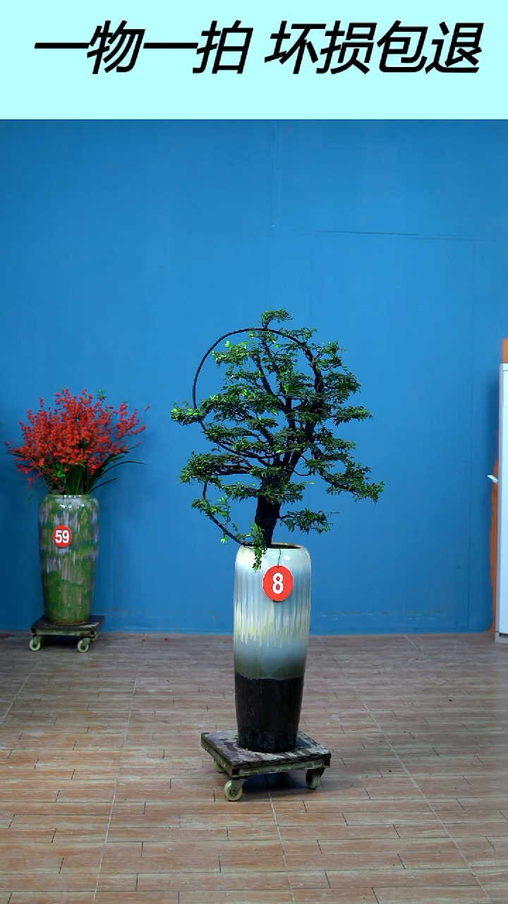 以实际为准广东小叶紫檀8号