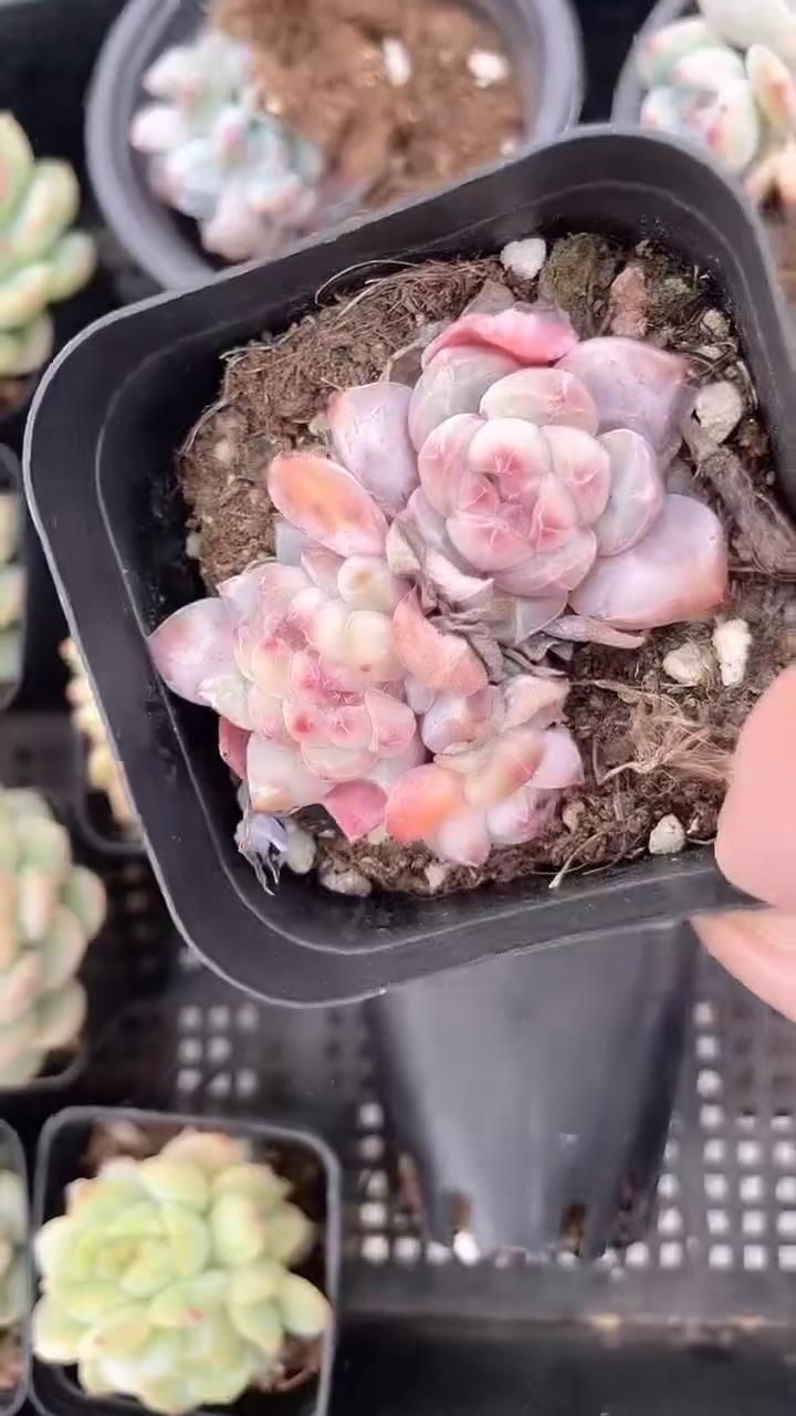 【闪购商品】817一盘