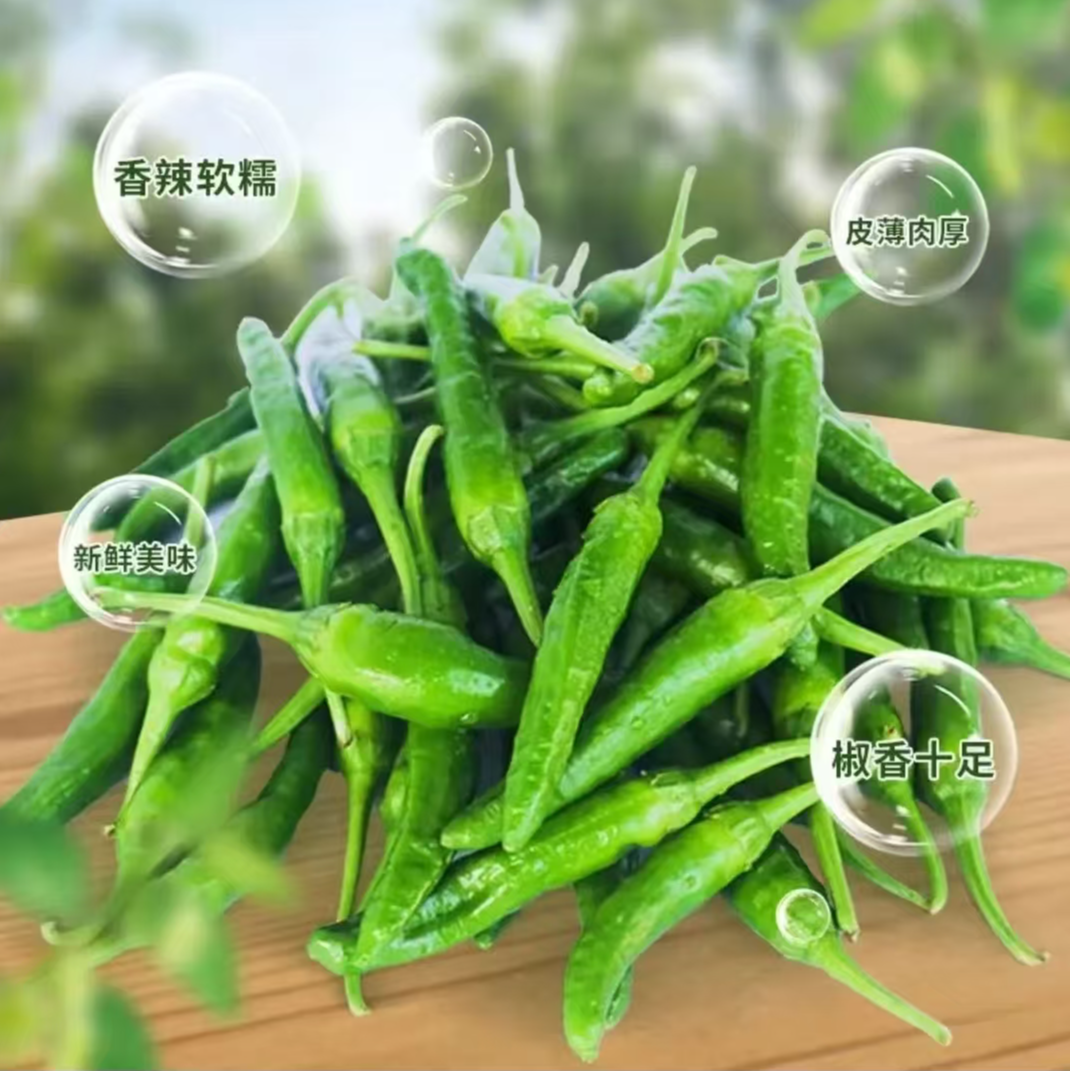 贵州樟树椒农户露天种植新鲜薄皮青椒现摘微辣清香辣椒薄皮新鲜