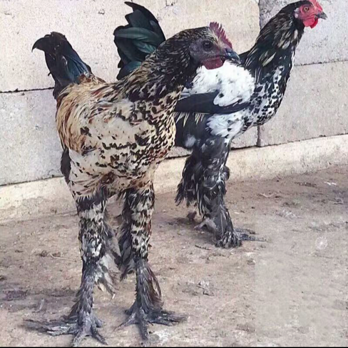 巨骨无量山整鸡乌骨乌肉鲜嫩多汁味道鲜美