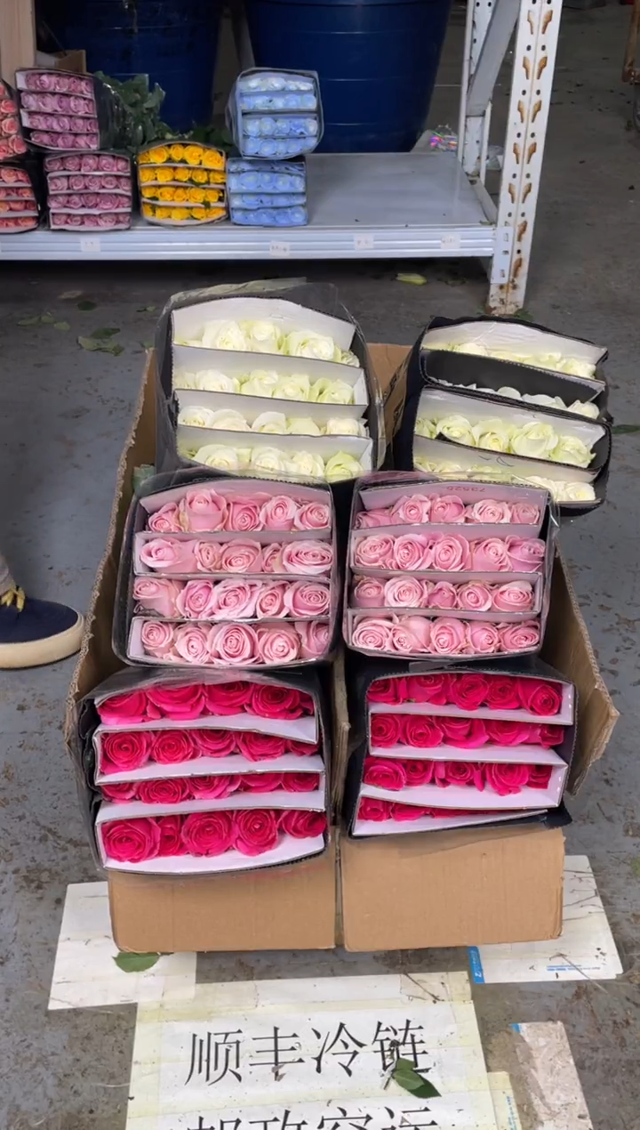 佛洛依德20枝+粉红20枝+骄傲20枝