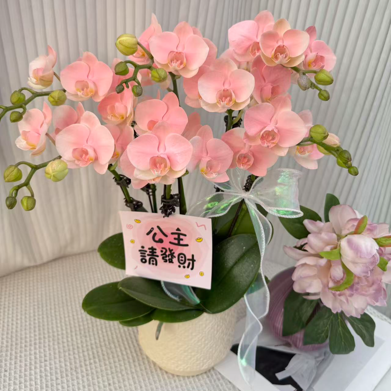 韵艺精品【水蜜桃】粉色系蝴蝶兰鲜花绿植喷色晕染工艺基地直发