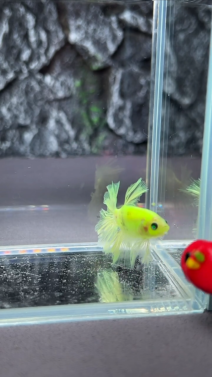 斗鱼竞拍链接A022