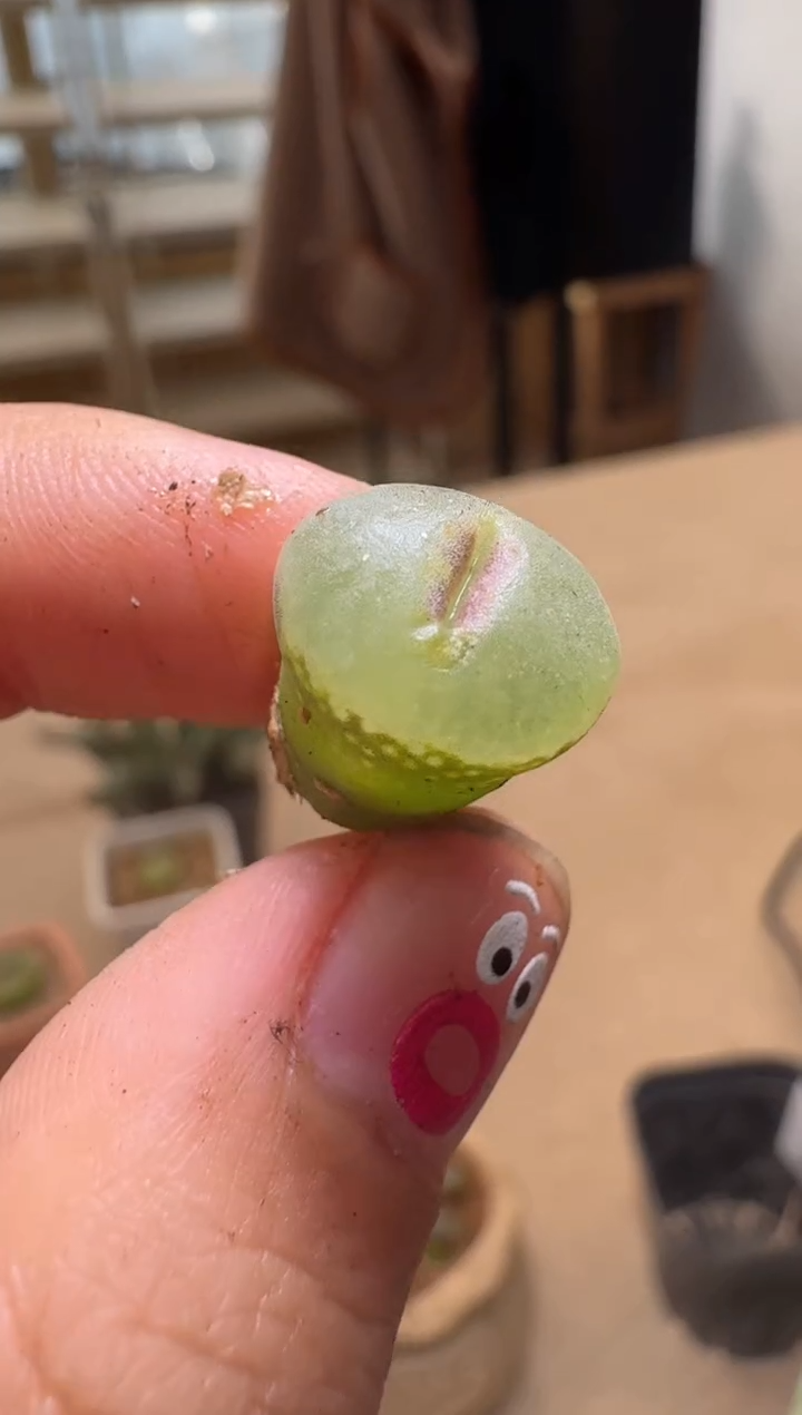 【闪购商品】16-65