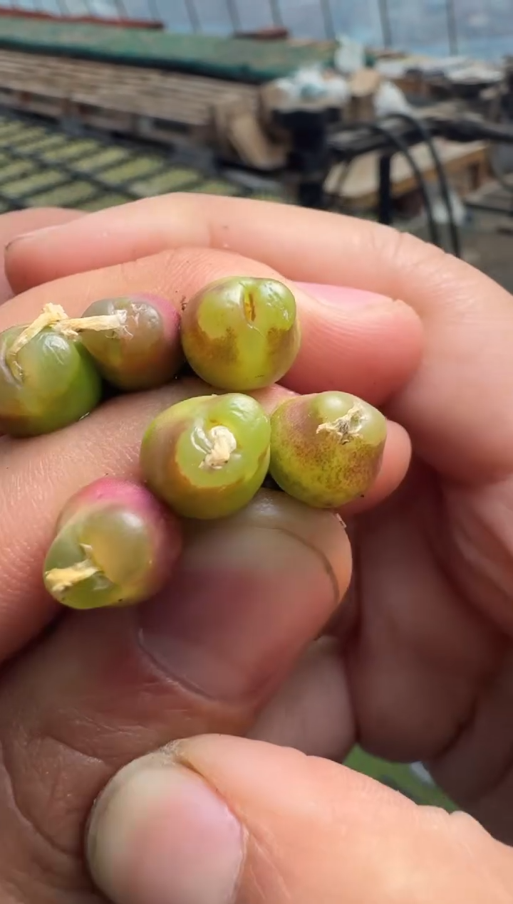 131多肉植物肉锥雪茄一颗
