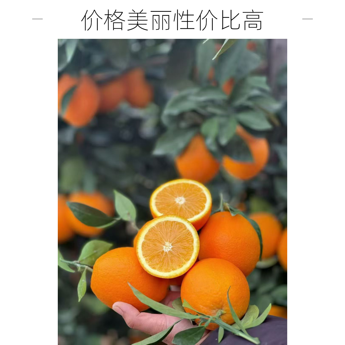 正宗赣南脐橙新鲜现摘应季水果产地直发