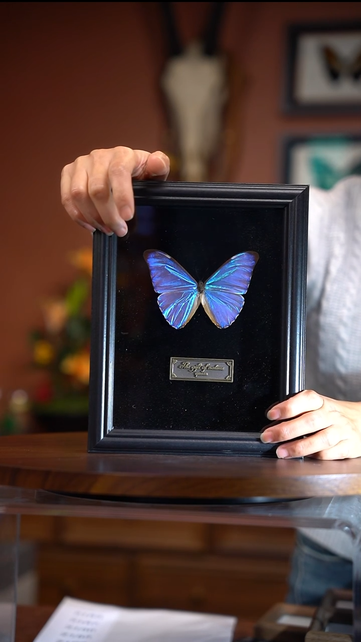 Z184       黎明闪蝶  微瑕  拍下不退不换 